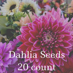 Dahlia Seeds