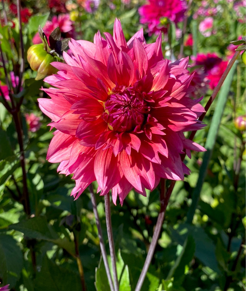 Sonic Bloom – Oregon Dahlia Company